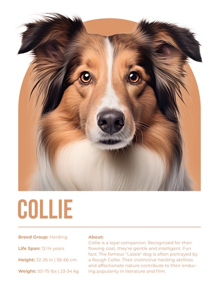 Collie Informative Poster Print