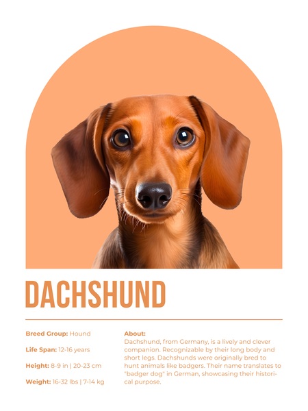 Dachshund Informative Poster Print