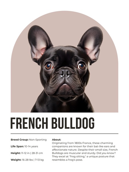 French Bulldog Informative Poster Print