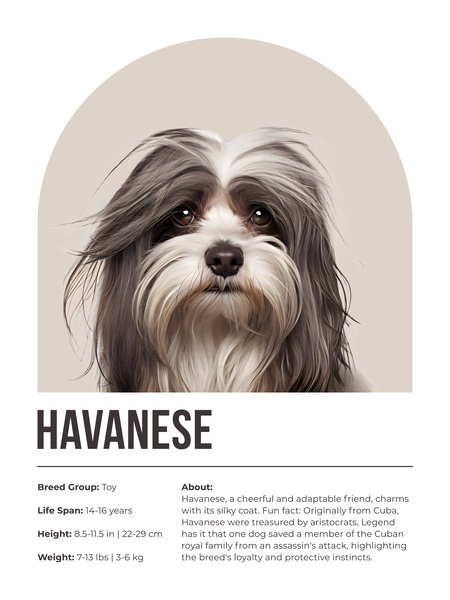 Havanese Informative Poster Print