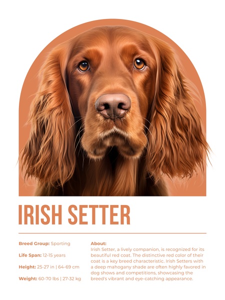Irish Setter Informative Poster Print