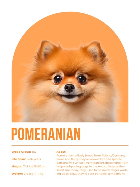 Pomeranian Informative Poster by Windawn