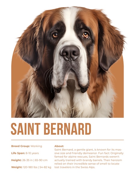 Saint Bernard Informative Poster Print