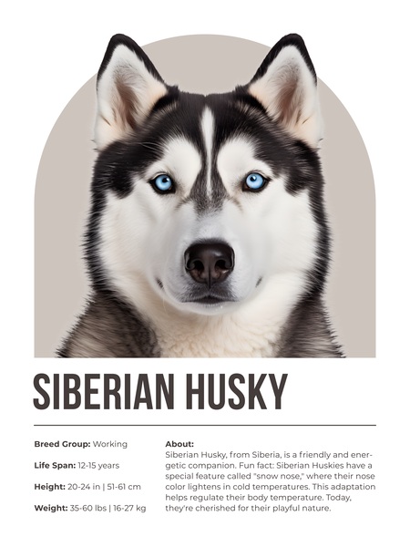 Siberian Husky Informative Poster Print