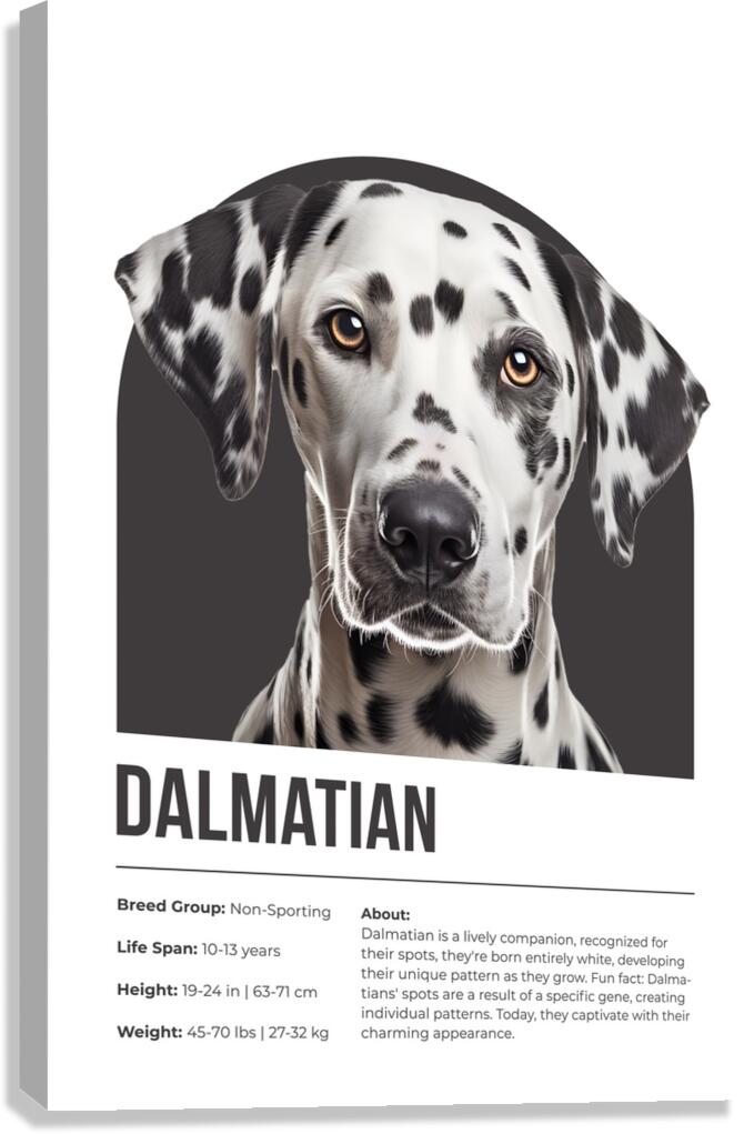 Dalmatian Informative Poster Canvas Print
