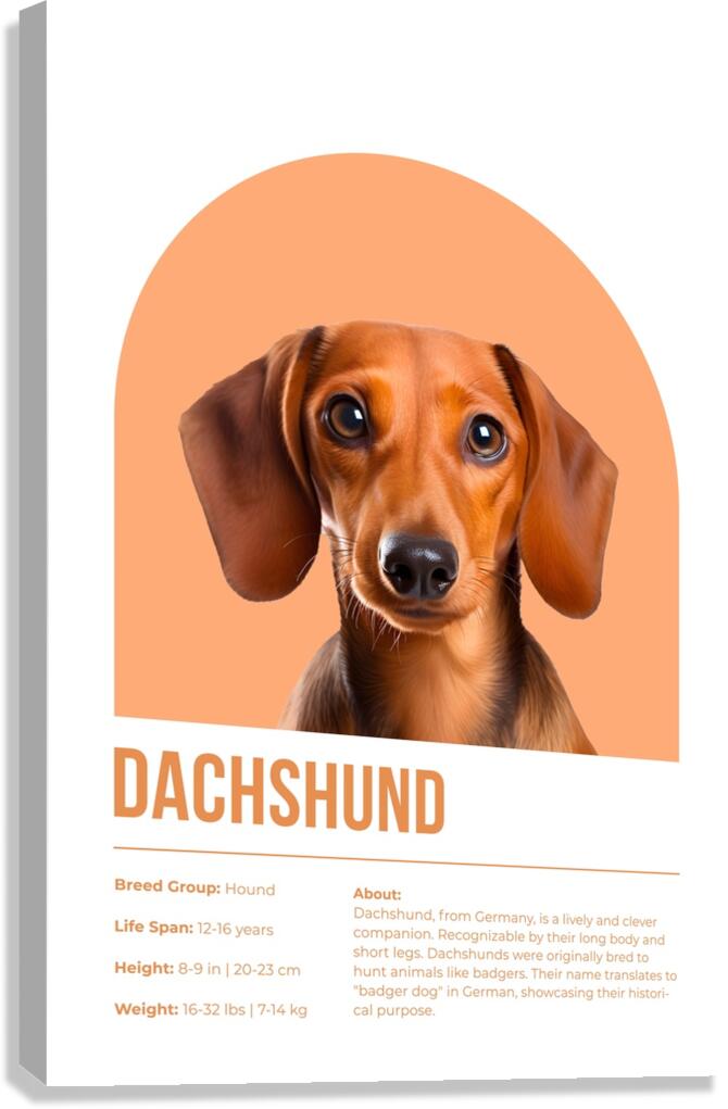 Dachshund Informative Poster Canvas Print