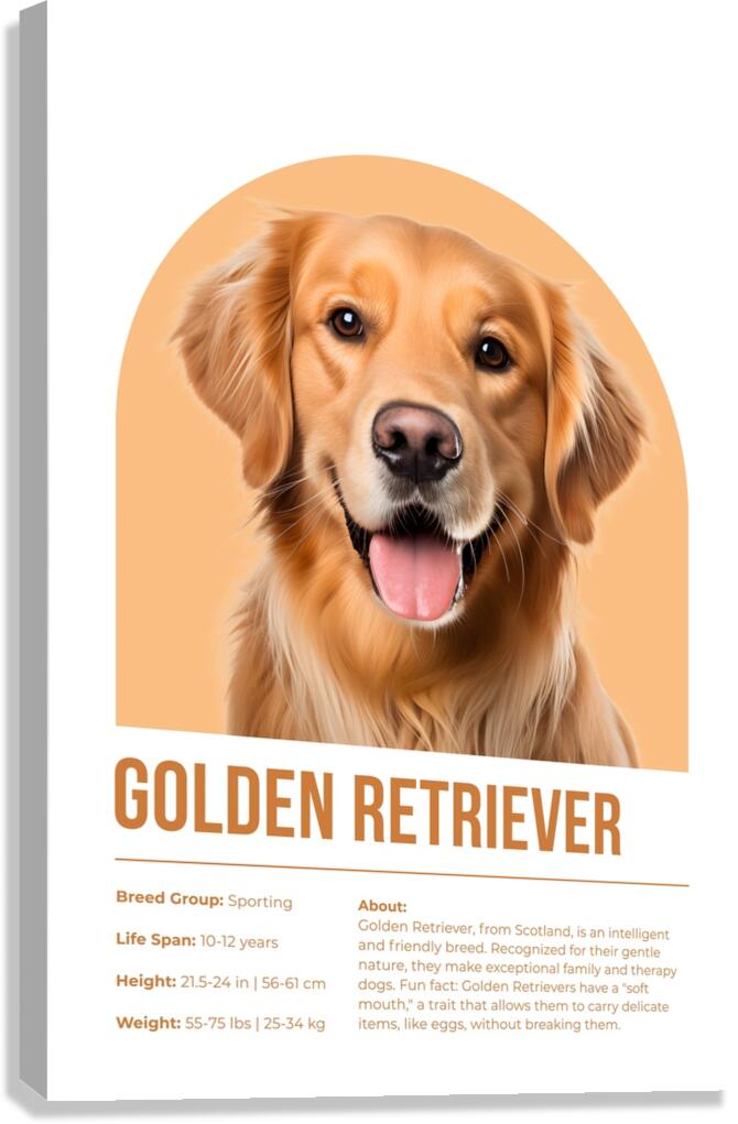 Golden Retriever Informative Poster Canvas Print