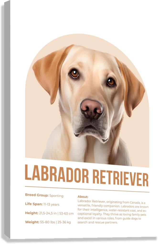 Labrador Retriever Informative Poster Canvas Print