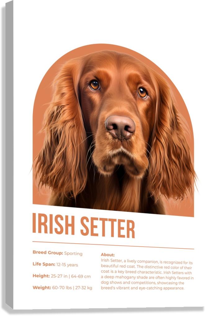 Irish Setter Informative Poster Canvas Print