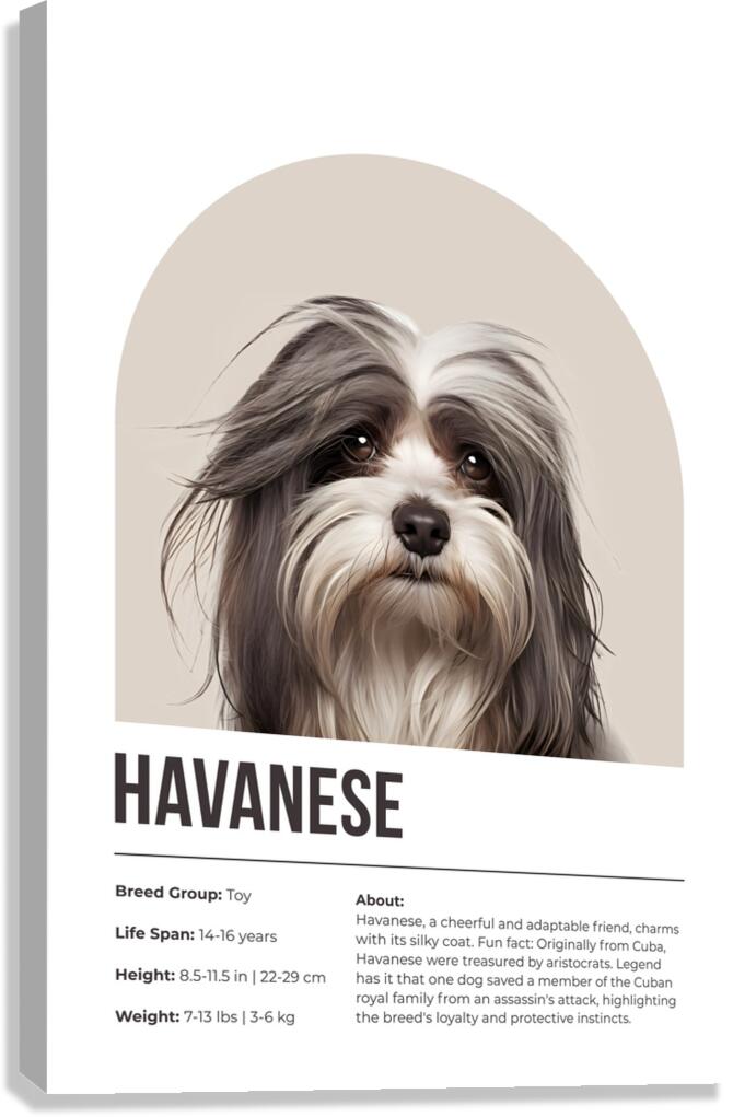 Havanese Informative Poster Canvas Print