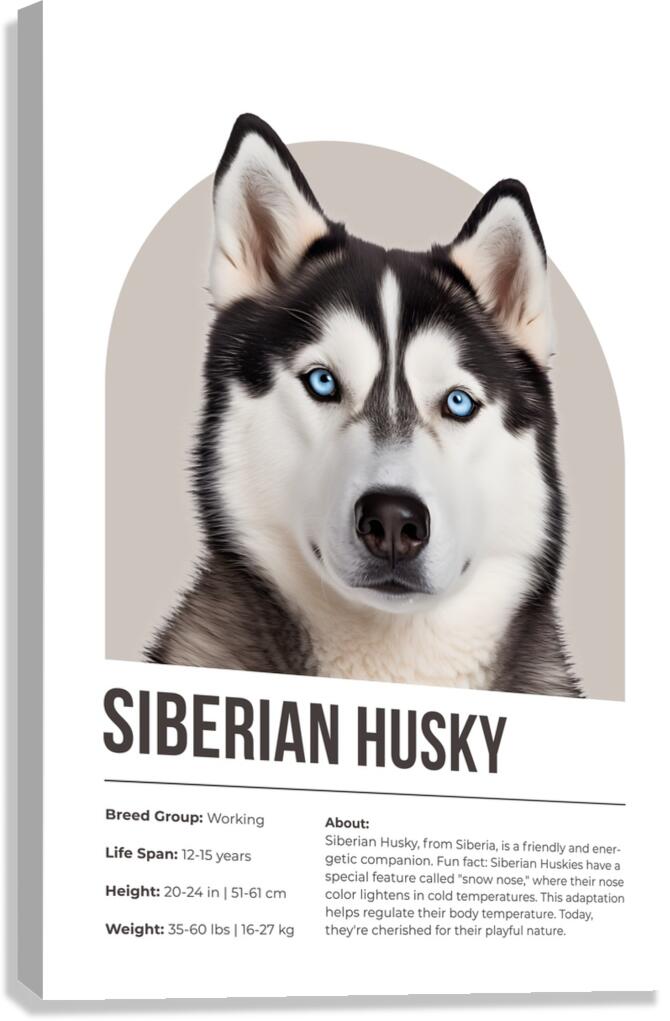 Siberian Husky Informative Poster Canvas Print