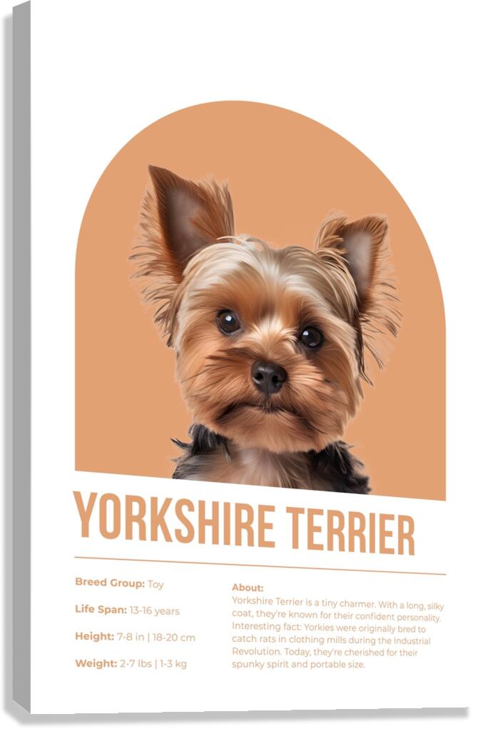 Yorkshire Terrier Informative Poster Canvas Print