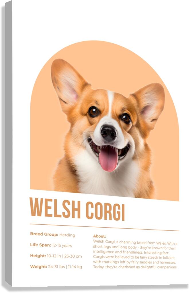 Welsh Corgi Informative Poster Canvas Print
