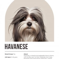 Havanese Informative Poster