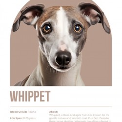 Whippet Informative Poster