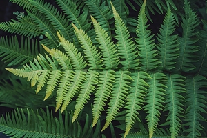 Fern leaves the close up 2