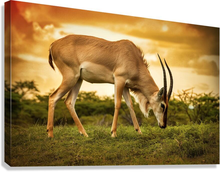Safari Canvas Print