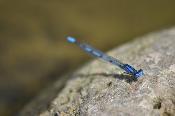 Blue Dragonfly by Lane Marcel Green