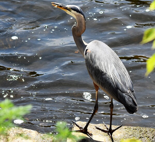 Blue Heron by Lane Marcel Green