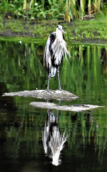 Blue Heron 5 by Lane Marcel Green