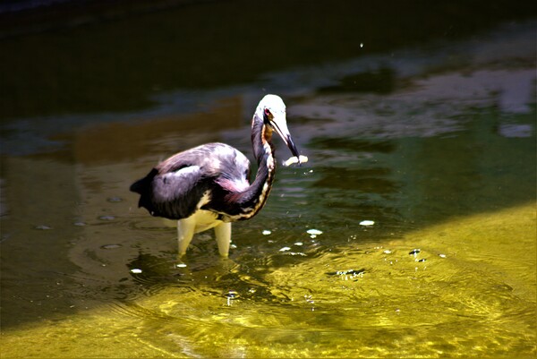 Tricolored Heron by Lane Marcel Green