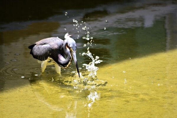 Tricolored Heron 2 by Lane Marcel Green