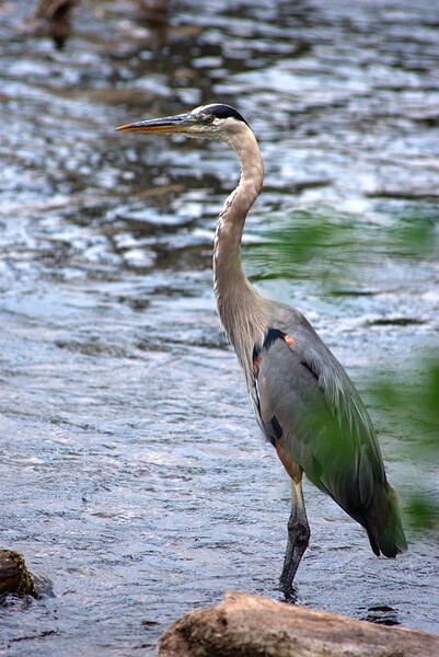 blue heron 2 2 by Lane Marcel Green
