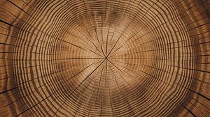 Timeless Elegance: Tree Rings Wall Art 