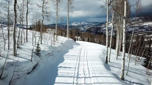 Cat Tracks