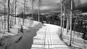 Cat Tracks- Black and White
