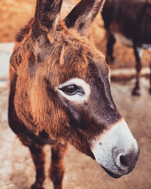 Donkey