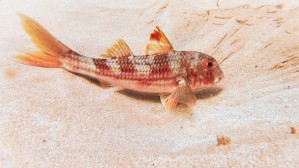 Portuguese Gurnard