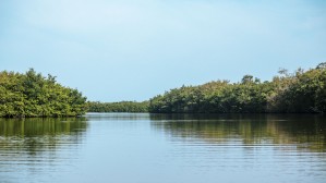 Mangrove waterways