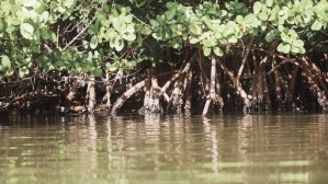 Mangroves