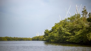 Coastal waterways on Sanibel