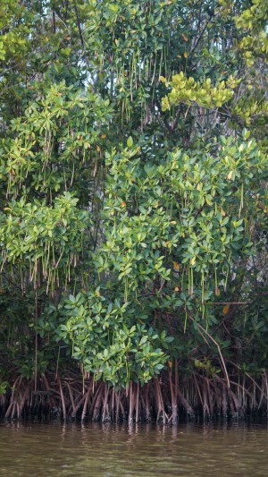 Mangrove
