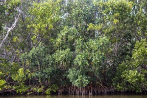 Mangrove forest