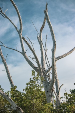 Australian Pine Trees on Sanibel