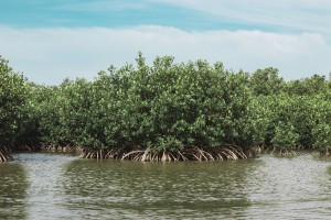 Mangrove Island