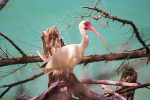 Ibis at the Beach