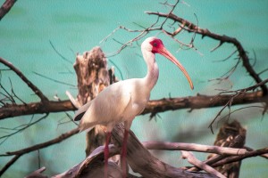 Ibis at the Beach-oil painting