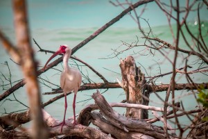 Ibis
