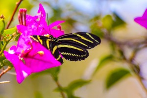 butterfly