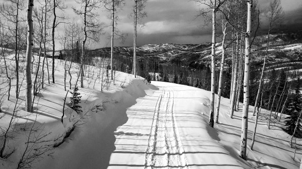 Cat Tracks- Black and White  Print