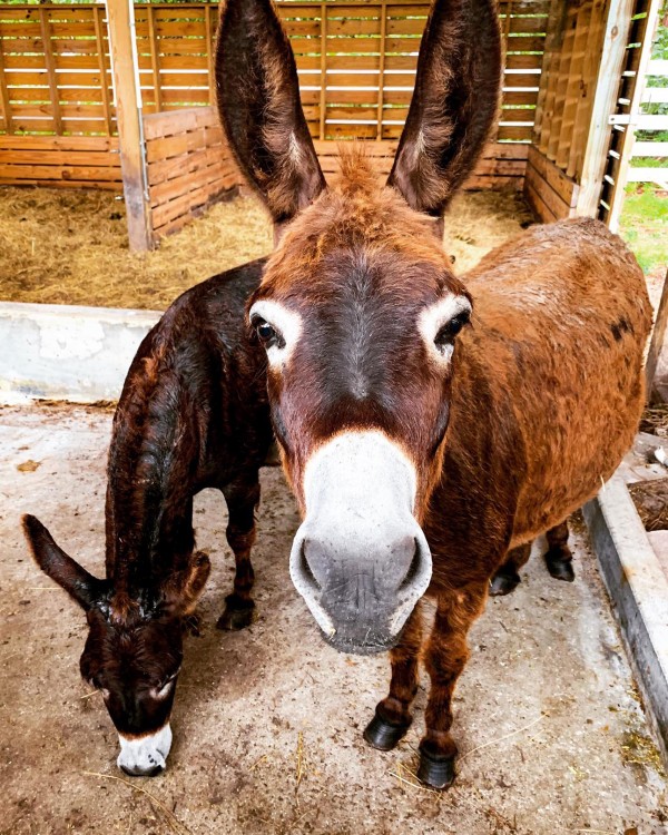 Donkey friends Print