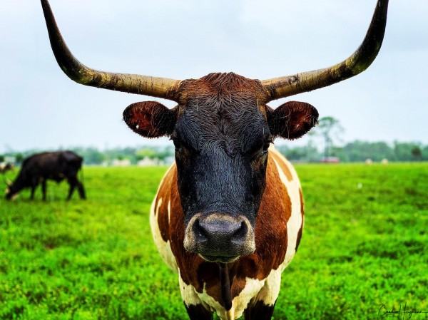 Full color bull on farm Print