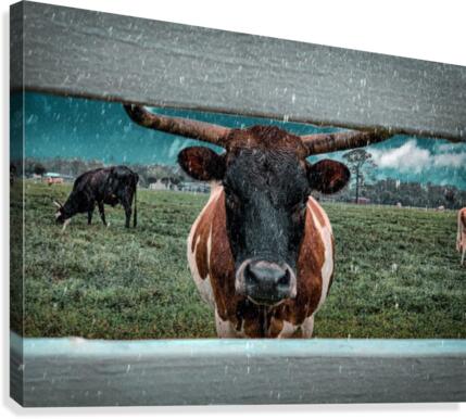 bull in the rain Canvas Print