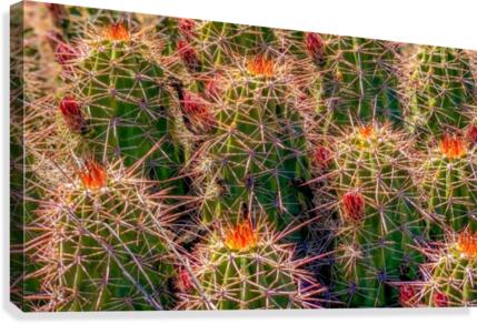 Cacti  Canvas Print