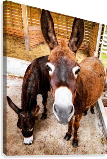 Donkey friends Canvas Print