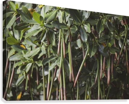 Mangrove Canvas Print